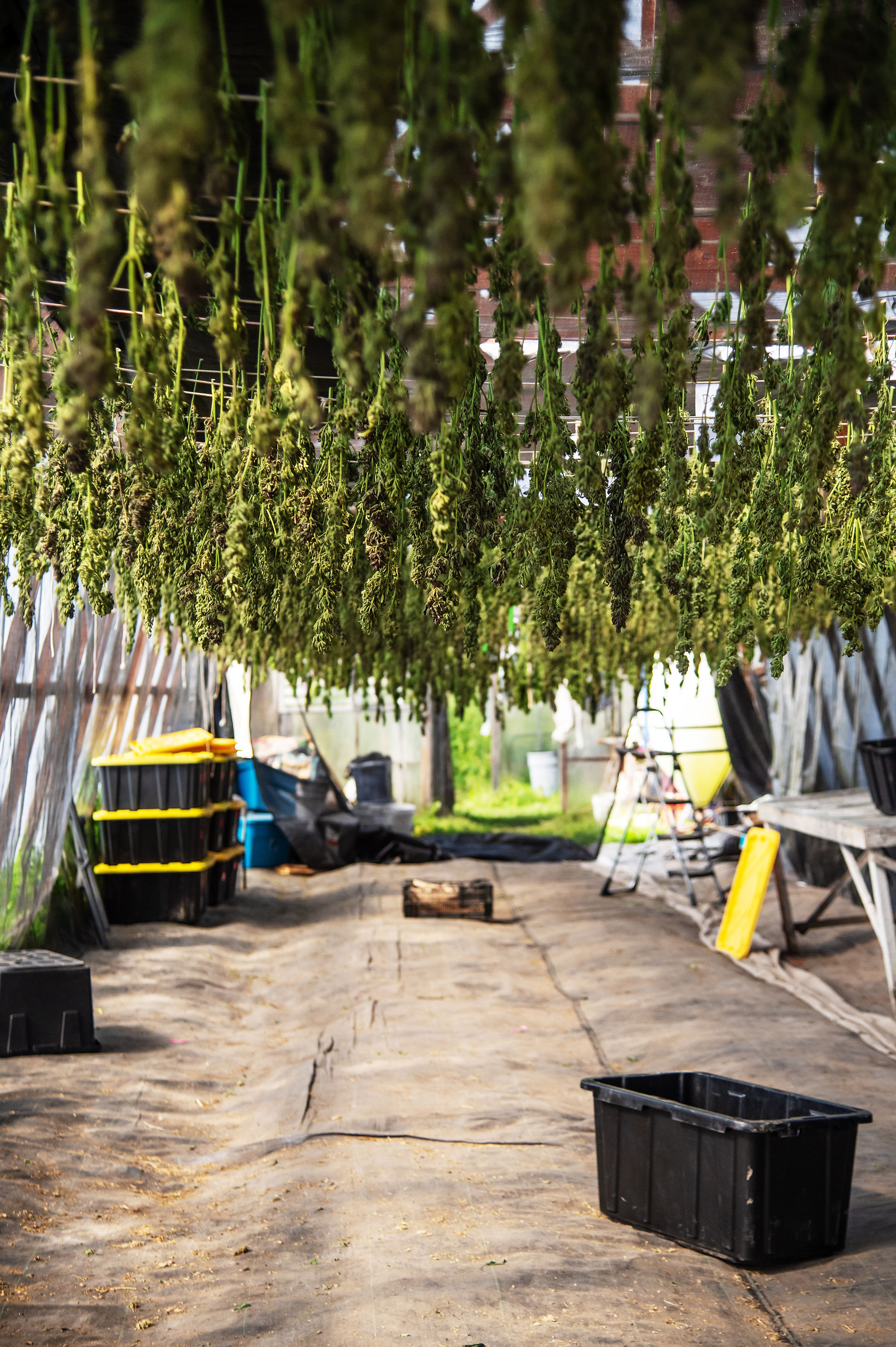 Drying cannabis in Fairbanks, Alaska