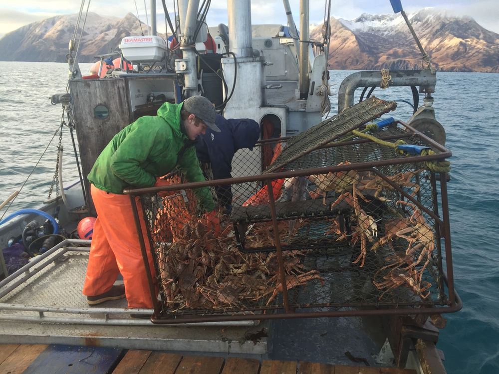 Tanner Crab Fishery Reopens in Kodiak Theresa Peterson