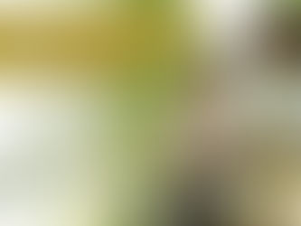 ⭐️すでに6Lサイズは完売!残り50玉限定 ”幻”の大玉メロン「栄木農園の雲仙グリーンメロン」予約販売中!