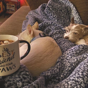 Getting Cozy With Cocoa