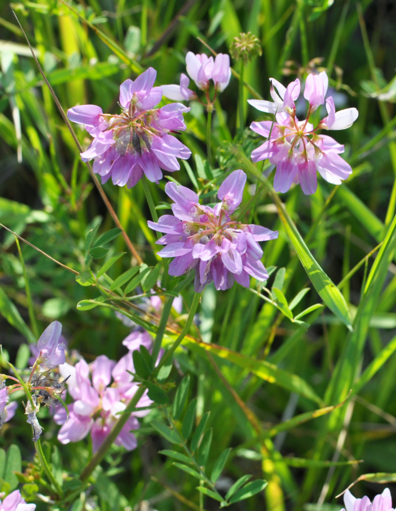 Crown Vetch