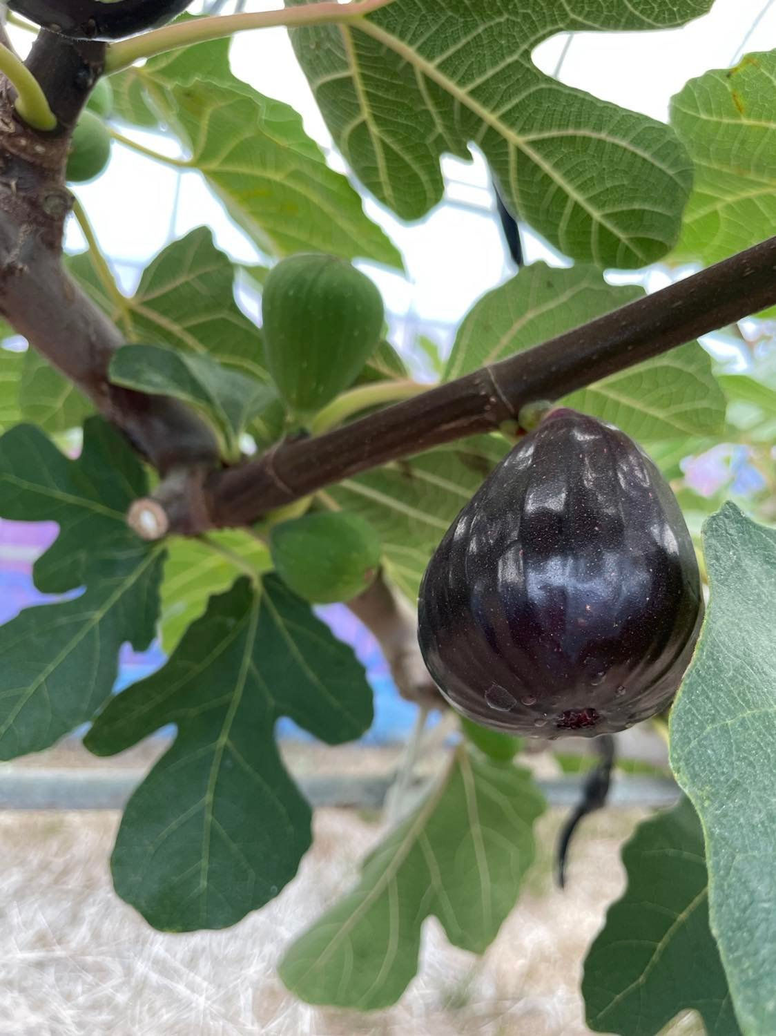 黒いちじく（ビオレ・ソリエス）