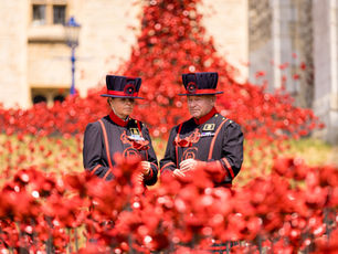 30.000 CERAMIC POPPIES PAINTED THE TOWER OF LONDON RED