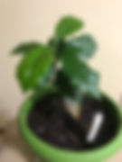 IMG_1141.JPG.jpeg