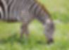zebra-grazing-tsavo-east-national-park-kenya.jpg
