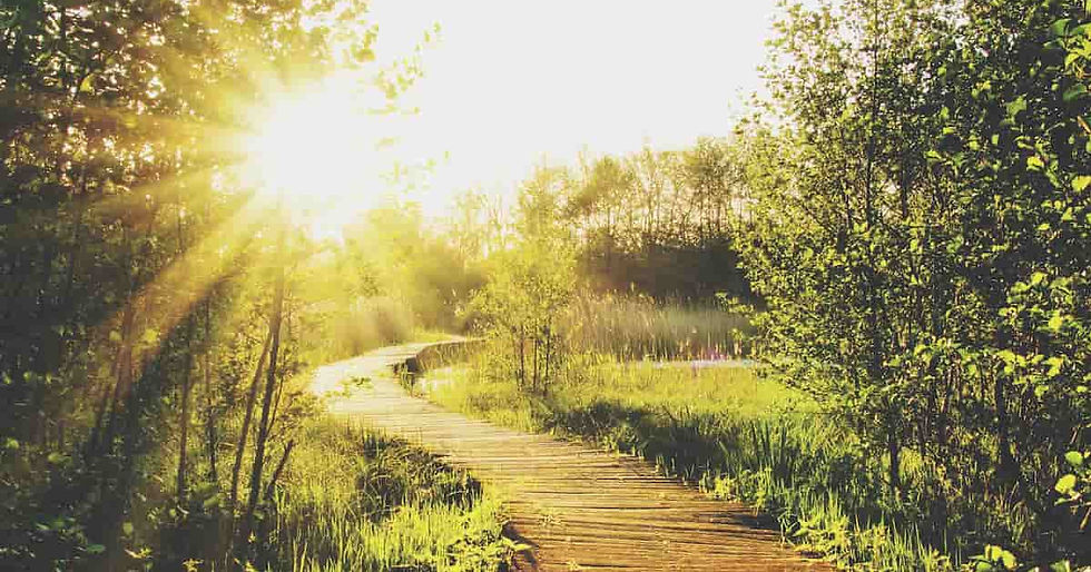 An empty sunlit wooden path through trees, symbolizing progress through therapy for attachment trauma.