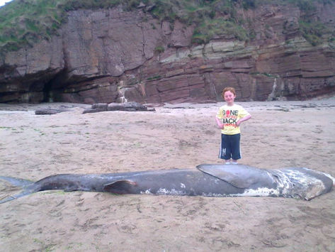 Stranded Shark Sculptured