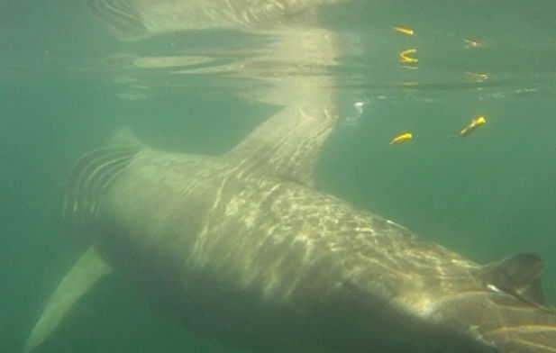 BSW-Shark_Tracker-Green_Machine.jpg