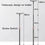 Thumbnail: C116 48CM Adjustable floor stand for tablets and mobile phones