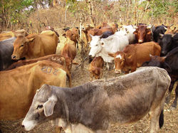 Elim Missions Project