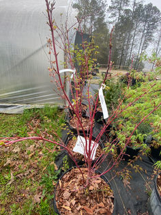 Photo Mar 27, 9 17 23 AM.jpg