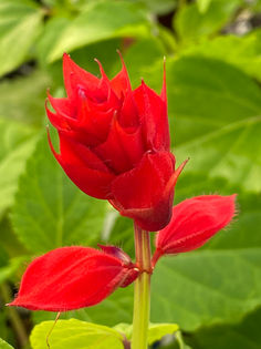 Photo Feb 27, 4 53 16 PM.jpg