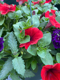 Photo Mar 26, 9 44 39 AM.jpg