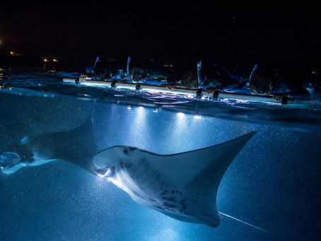 Snorkelers holding an illuminated float as two massive manta rays glide just beneath them during a night snorkel in Kona.