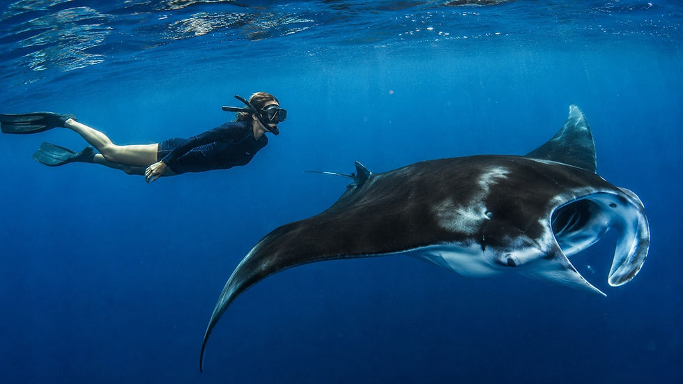 Snorkeler swimming beside a large manta ray in clear blue water, illustrating the scale and open-water nature of Kona’s manta encounters.
