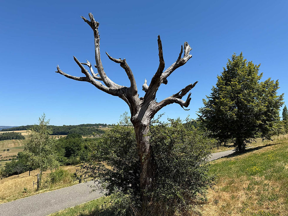 Derselbe Baum heute