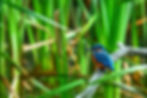 Eisvogel-Baselbiet