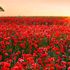 A poppy field and a wheat field in the Basel region
