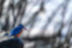 Eisvogel-Basel