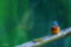 Kingfisher-Baselland