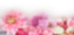まどかの花