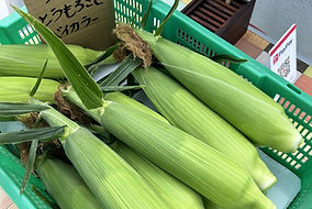 とうもろこし