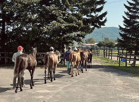 育成馬の移動