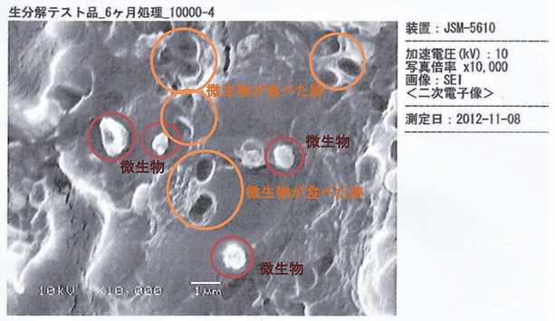 微生物顕微鏡画像の更なる拡大図