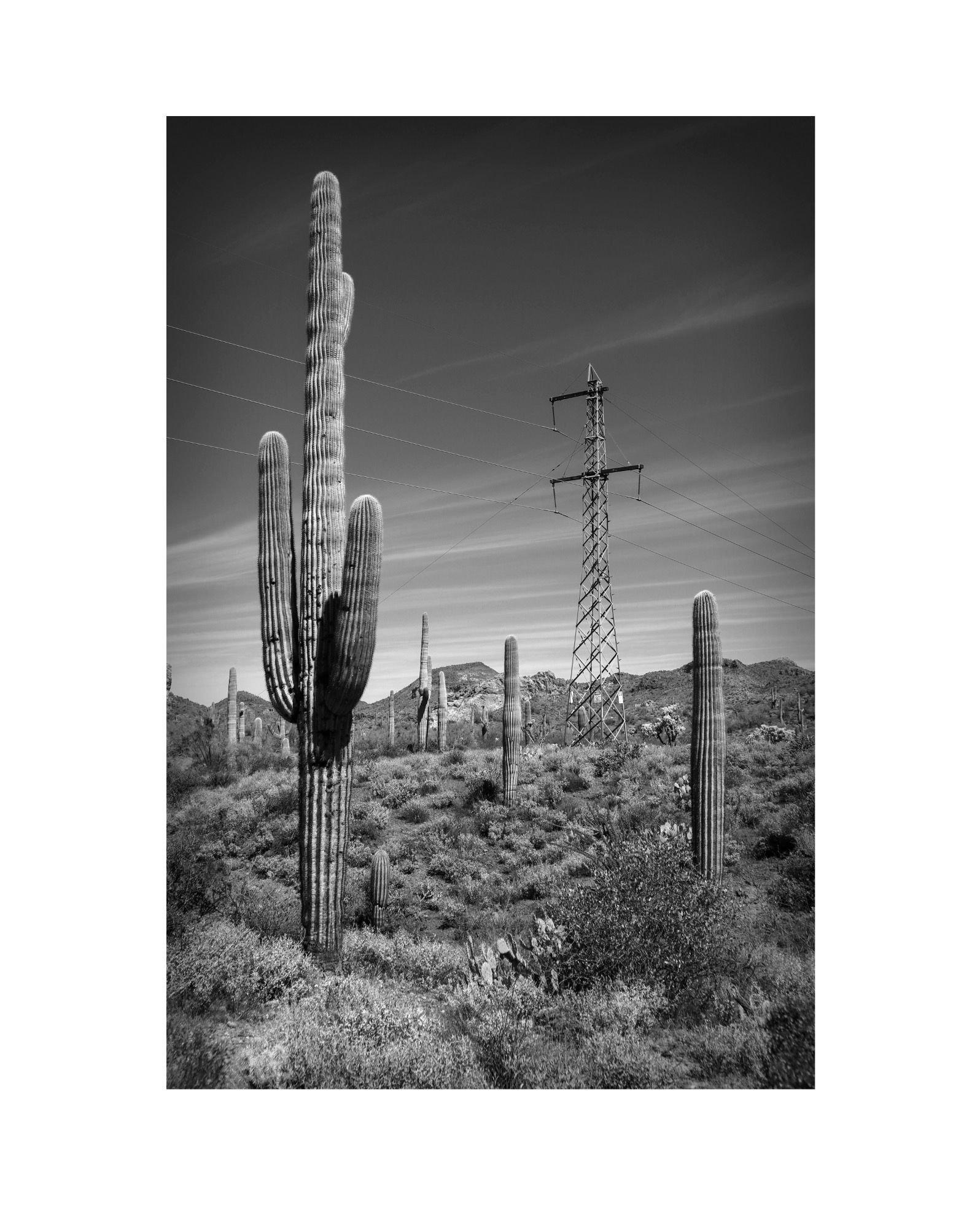 Cacti Power, AZ