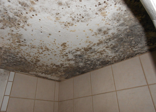 Mold-in-Shower.jpg