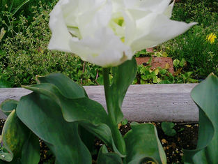 3月は抹茶ゼリーで春気分🎈