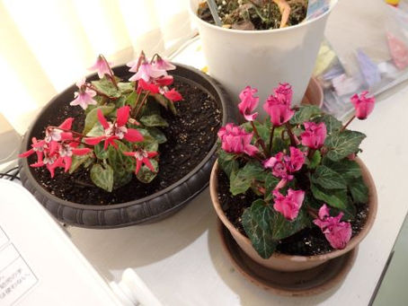 奥山に紅葉踏みわけなく鹿の