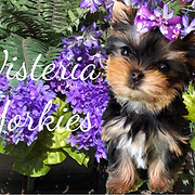 Wisteria Yorkies logo