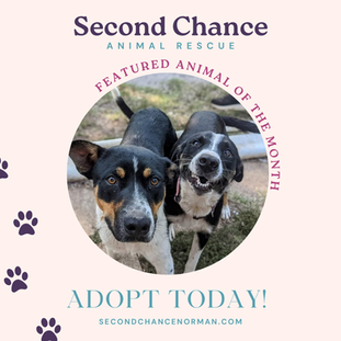 Second Chance Animal Rescue Marketing Project