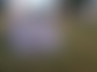 Unveiling the History: Stories of Holloway Cemetery