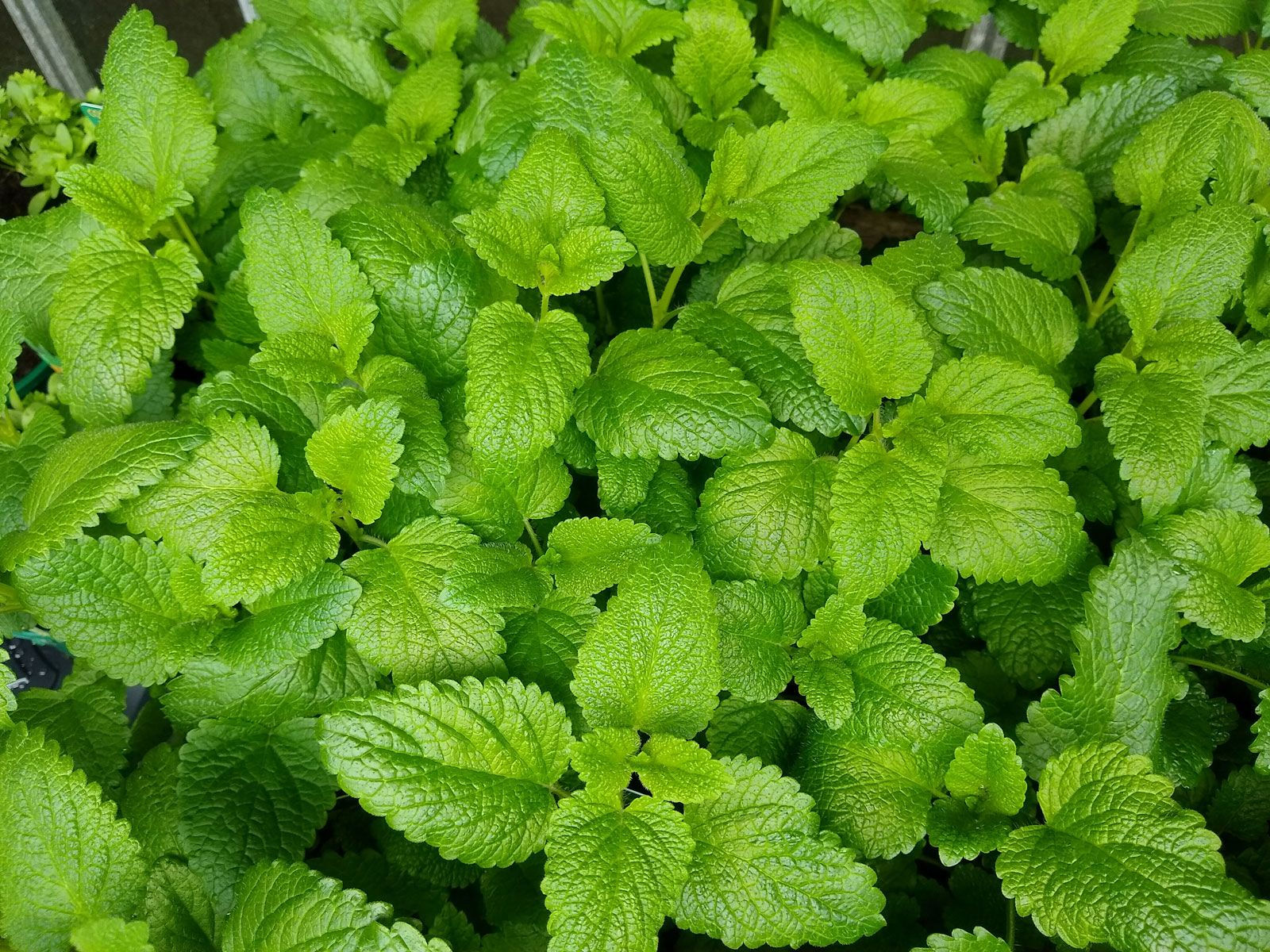 Lemon Balm