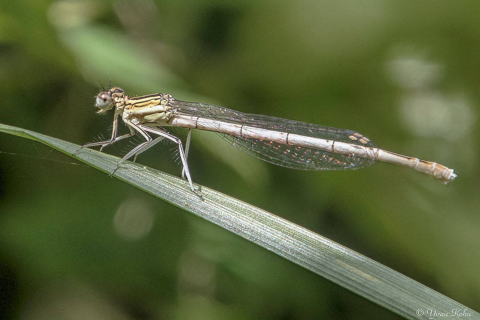 La demoiselle