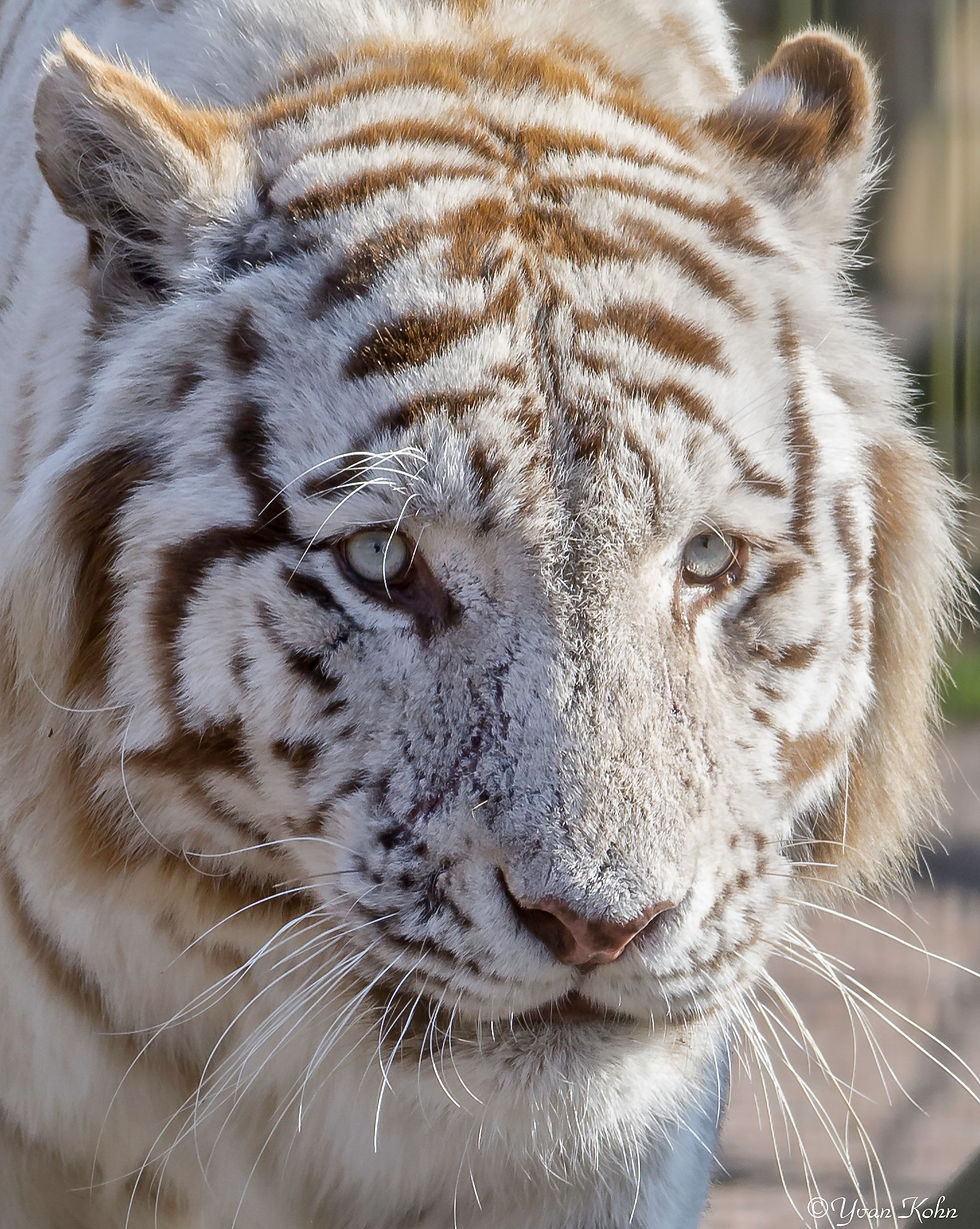 Tigre Blanc