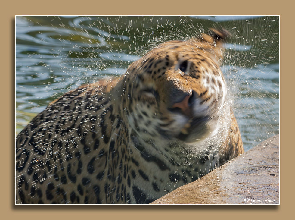Jaguar - Zoo de Pessac