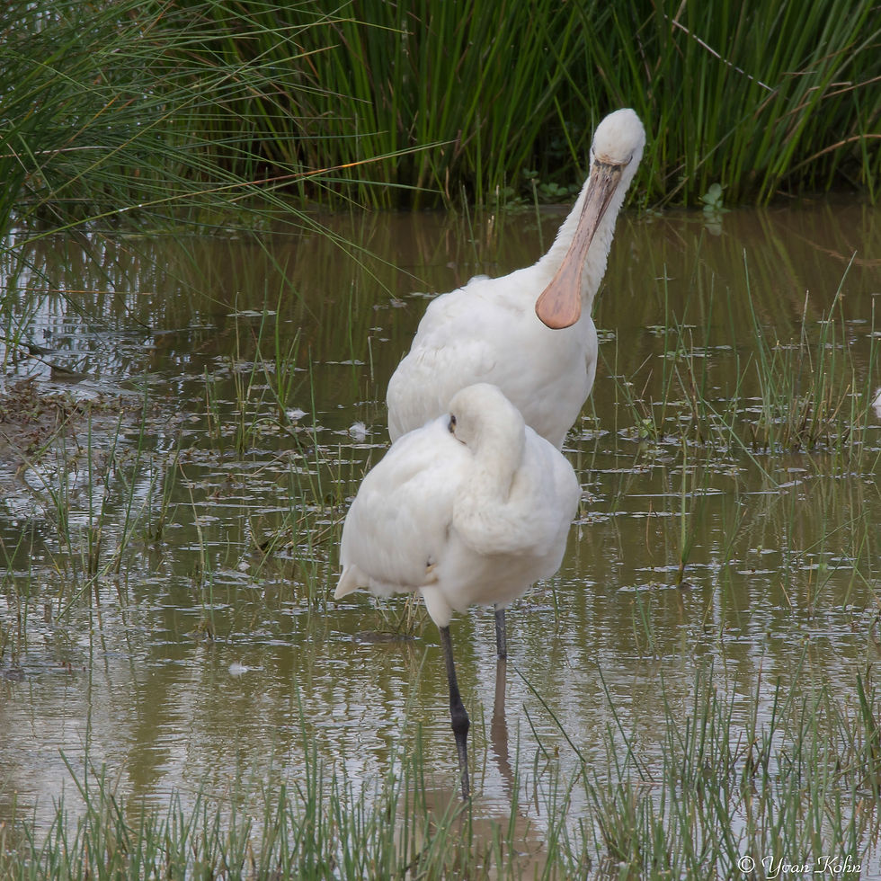 Spatule blanche - Le Teich