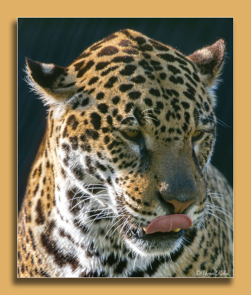 Jaguar - Zoo de Pessac