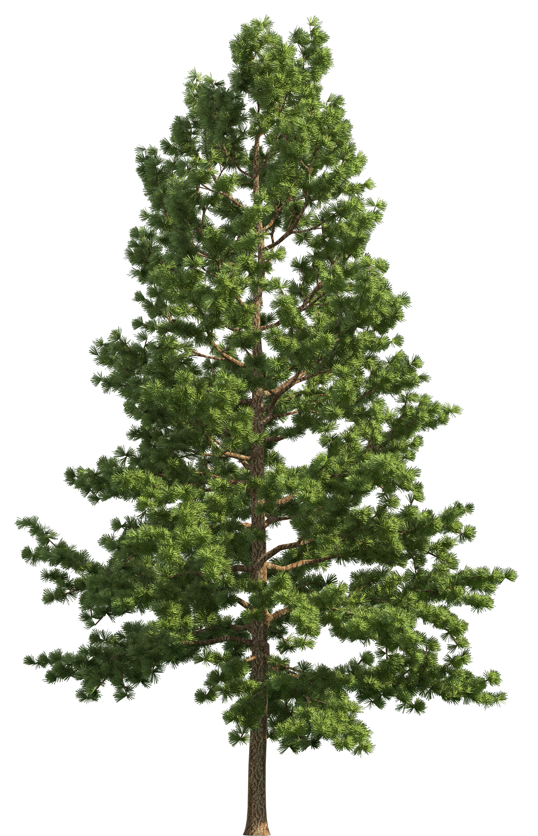 Pine_Realistic_Tree_PNG_Clip_Art-1099.png