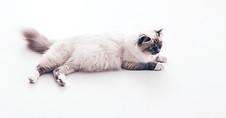 Cat Lying