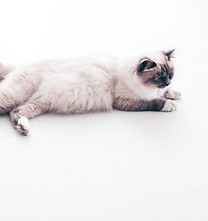 ふわふわの猫が休んでいる