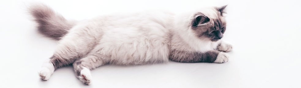 Cat Lying