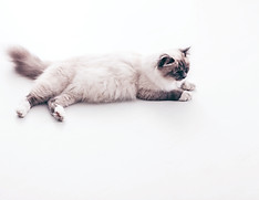 Cat Lying