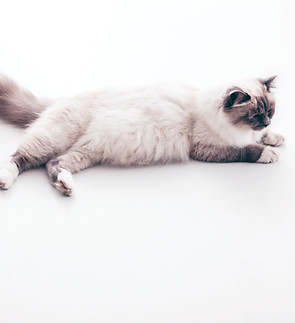 Cat Lying