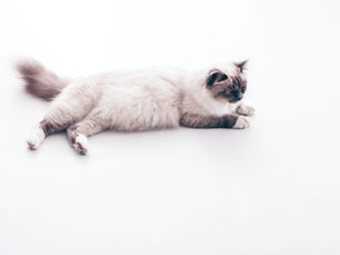 Mantén su Área de Descanso Limpia: Claves para un Espacio Seguro y Libre de Insectos para tu Gato