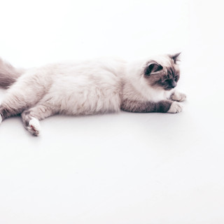 Cat 1