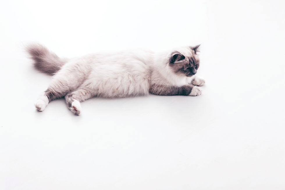 Fluffy Cat Resting